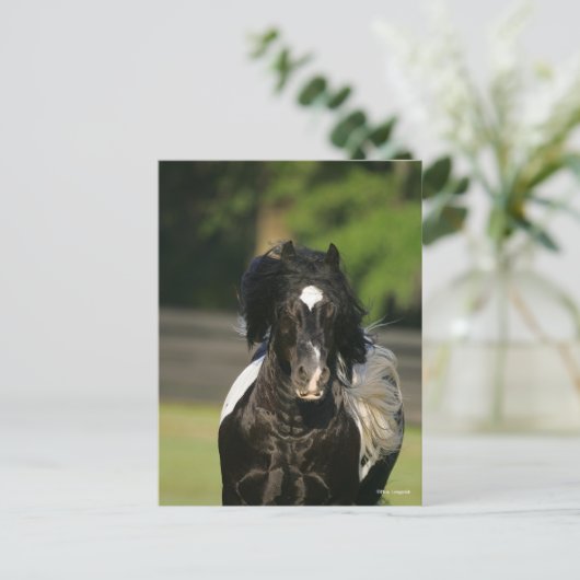 Bob Langrish Black en White Gypsy Vanner Headshot Briefkaart (Staand voorkant)