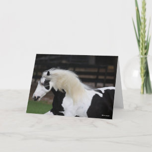 Bob Langrish Black en White Gypsy Vanner Headshot Kaart