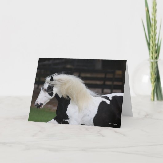 Bob Langrish Black en White Gypsy Vanner Headshot Kaart (Voorkant)