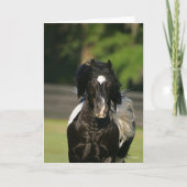 Bob Langrish Black en White Gypsy Vanner Headshot Kaart (Voorkant)