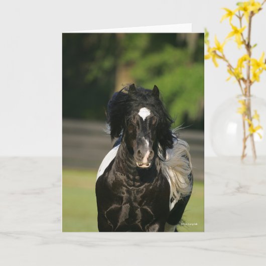 Bob Langrish Black en White Gypsy Vanner Headshot Kaart (Gele Bloem)