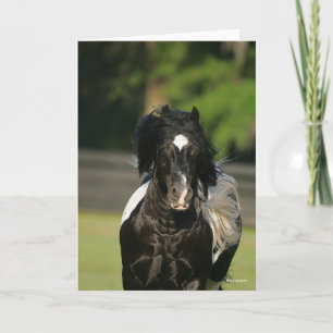 Bob Langrish Black en White Gypsy Vanner Headshot Kaart