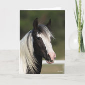 Bob Langrish Black en White Gypsy Vanner headshot Kaart (Voorkant)