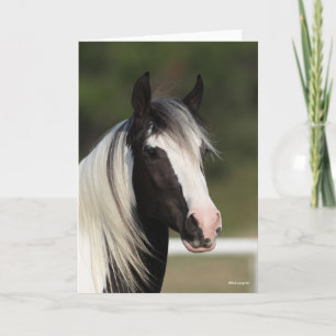 Bob Langrish Black en White Gypsy Vanner headshot Kaart