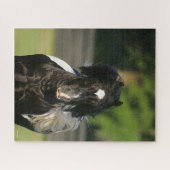 Bob Langrish Black en White Gypsy Vanner Headshot Legpuzzel (Horizontaal)