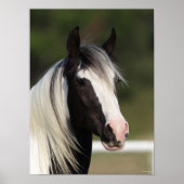 Bob Langrish Black en White Gypsy Vanner headshot Poster (Voorkant)