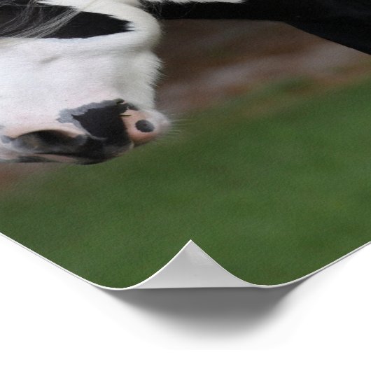 Bob Langrish Black en White Gypsy Vanner Headshot Poster (Hoek)