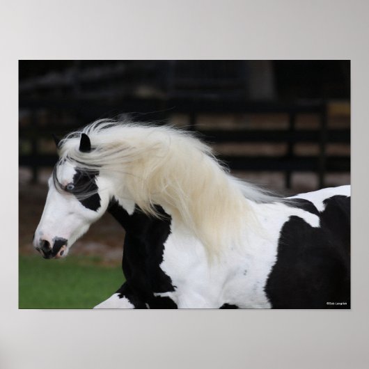 Bob Langrish Black en White Gypsy Vanner Headshot Poster (Voorkant)