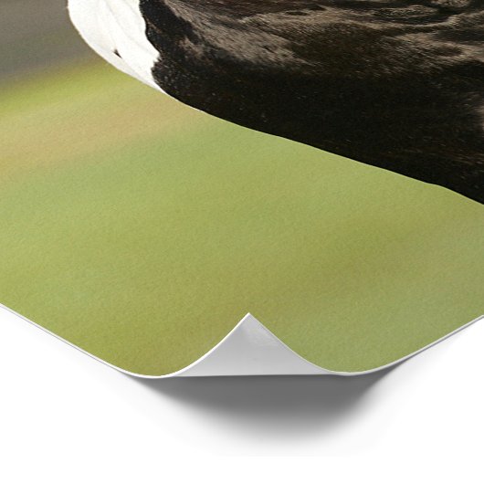 Bob Langrish Black en White Gypsy Vanner Headshot Poster (Hoek)