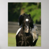 Bob Langrish Black en White Gypsy Vanner Headshot Poster (Voorkant)
