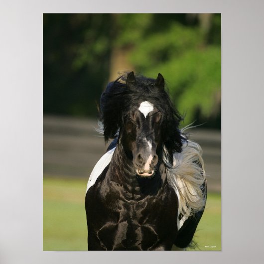 Bob Langrish Black en White Gypsy Vanner Headshot Poster (Voorkant)