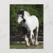 Bob Langrish Black en White Gypsy Vanner Running Briefkaart (Voorkant)