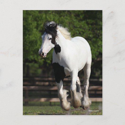Bob Langrish Black en White Gypsy Vanner Running Briefkaart (Voorkant)