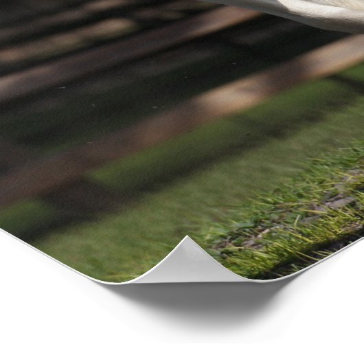 Bob Langrish Black en White Gypsy Vanner Running Poster (Hoek)