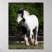 Bob Langrish Black en White Gypsy Vanner Running Poster (Voorkant)