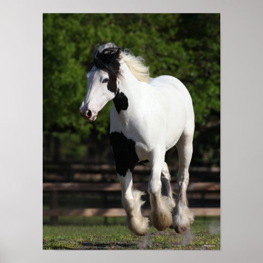 Bob Langrish Black en White Gypsy Vanner Running Poster (Voorkant)