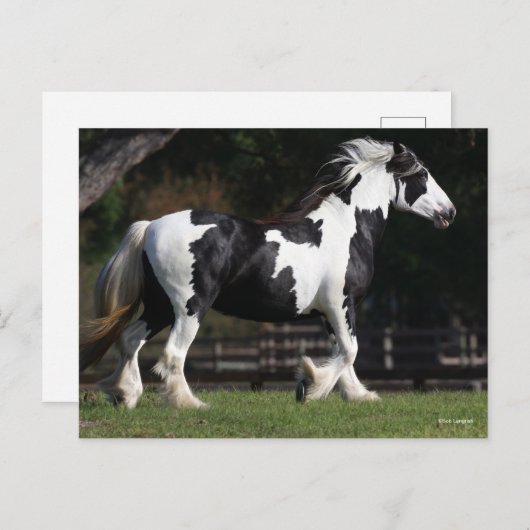 Bob Langrish Black en White Gypsy Vanner Walking Briefkaart (Voorkant / Achterkant)