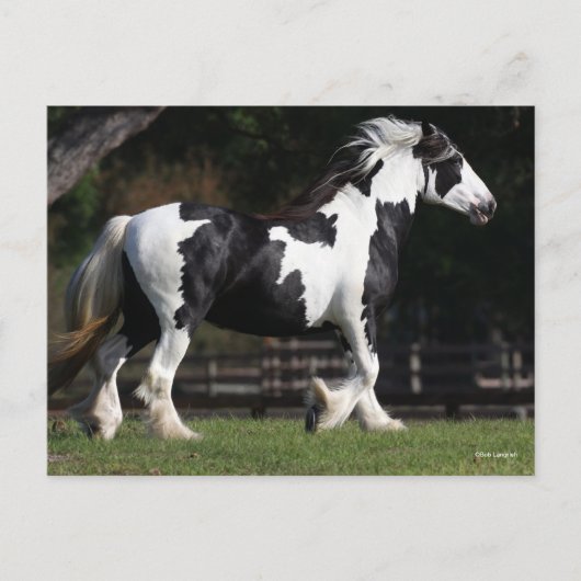 Bob Langrish Black en White Gypsy Vanner Walking Briefkaart (Voorkant)