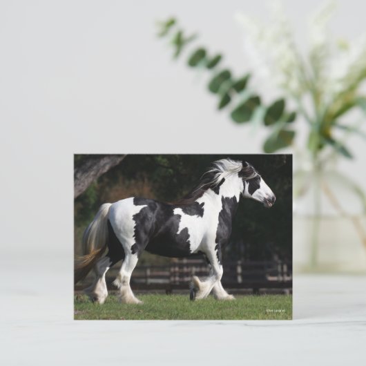 Bob Langrish Black en White Gypsy Vanner Walking Briefkaart (Staand voorkant)
