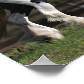 Bob Langrish Black en White Gypsy Vanner Walking Poster (Hoek)