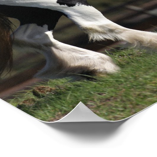 Bob Langrish Black en White Gypsy Vanner Walking Poster (Hoek)