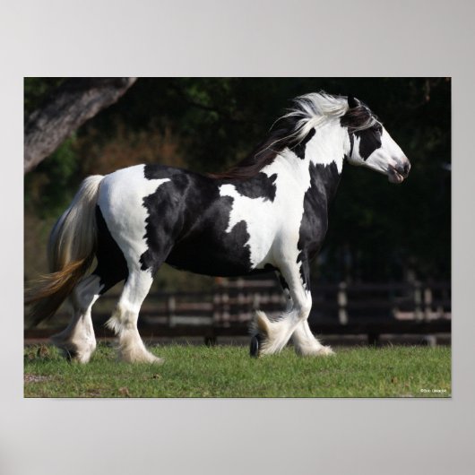 Bob Langrish Black en White Gypsy Vanner Walking Poster (Voorkant)