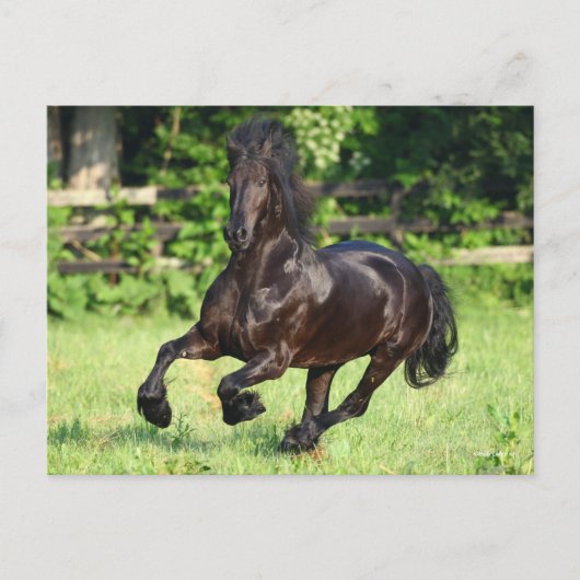 Bob Langrish | Black Friesian Running Briefkaart (Voorkant)