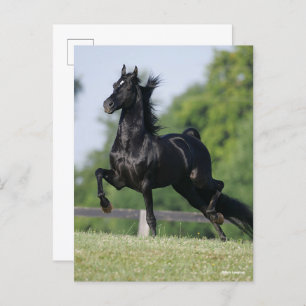 Bob Langrish   Black Morgan Horse Trotting Briefkaart