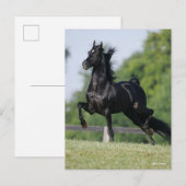 Bob Langrish | Black Morgan Horse Trotting Briefkaart (Voorkant / Achterkant)