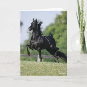 Bob Langrish Black Morgan Horse Trotting Kaart