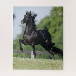 Bob Langrish   Black Morgan Horse Trotting Legpuzzel