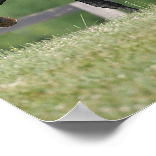 Bob Langrish | Black Morgan Horse Trotting Poster (Hoek)