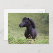 Bob Langrish Black Shetland Pony Stallion Headshot Briefkaart (Voorkant / Achterkant)