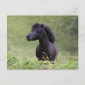 Bob Langrish Black Shetland Pony Stallion Headshot Briefkaart (Voorkant)