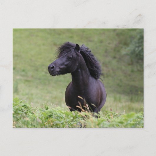 Bob Langrish Black Shetland Pony Stallion Headshot Briefkaart (Voorkant)