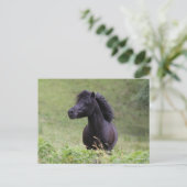 Bob Langrish Black Shetland Pony Stallion Headshot Briefkaart (Staand voorkant)