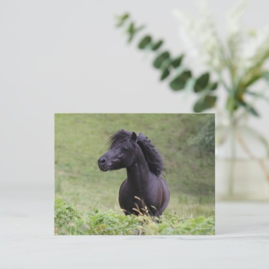 Bob Langrish Black Shetland Pony Stallion Headshot Briefkaart (Staand voorkant)