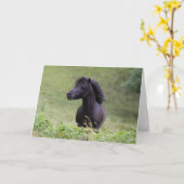 Bob Langrish Black Shetland Pony Stallion Headshot Kaart (Gele Bloem)