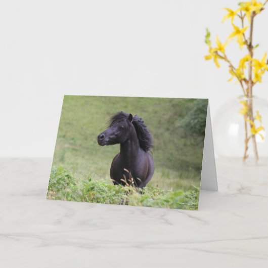 Bob Langrish Black Shetland Pony Stallion Headshot Kaart (Gele Bloem)