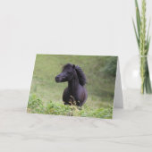 Bob Langrish Black Shetland Pony Stallion Headshot Kaart (Voorkant)
