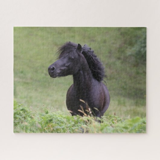 Bob Langrish Black Shetland Pony Stallion Headshot Legpuzzel (Horizontaal)