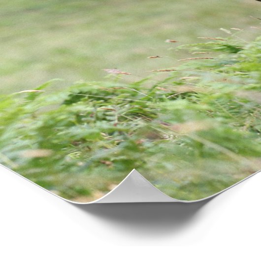 Bob Langrish Black Shetland Pony Stallion Headshot Poster (Hoek)