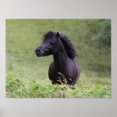 Bob Langrish Black Shetland Pony Stallion Headshot Poster (Voorkant)