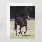 Bob Langrish | Black Tennessee Walker Running Briefkaart (Voorkant / Achterkant)
