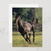 Bob Langrish | Black Warmblood Stallion Runing Briefkaart (Voorkant / Achterkant)