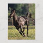 Bob Langrish | Black Warmblood Stallion Runing Briefkaart (Voorkant)