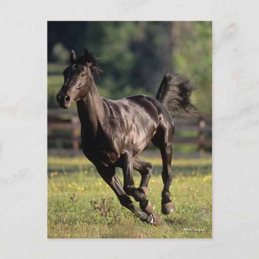 Bob Langrish | Black Warmblood Stallion Runing Briefkaart (Voorkant)
