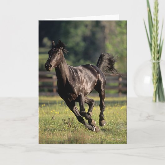 Bob Langrish | Black Warmblood Stallion Runing Kaart (Voorkant)