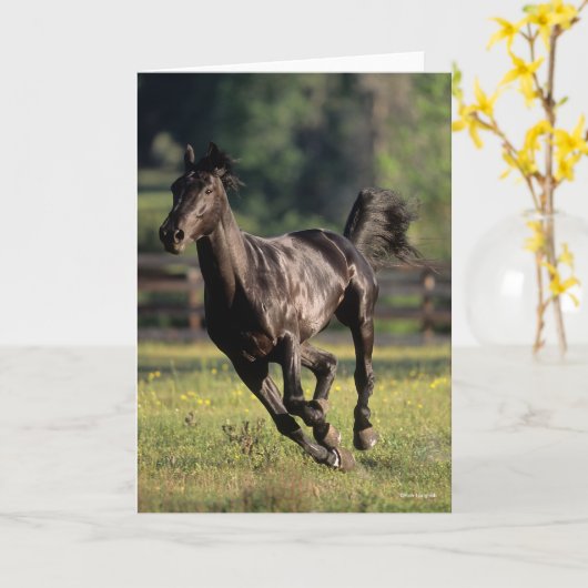 Bob Langrish | Black Warmblood Stallion Runing Kaart (Gele Bloem)