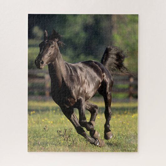 Bob Langrish | Black Warmblood Stallion Runing Legpuzzel (Verticaal)